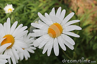 Close-up of Oxeye Daisy Stock Photo