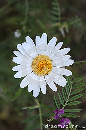 Close-up of an Oxeye daisy surrounding by lush green foliage. Stock Photo