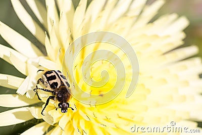 Close up of a Pachyta, a genus of beetles, on a yellow flower Stock Photo