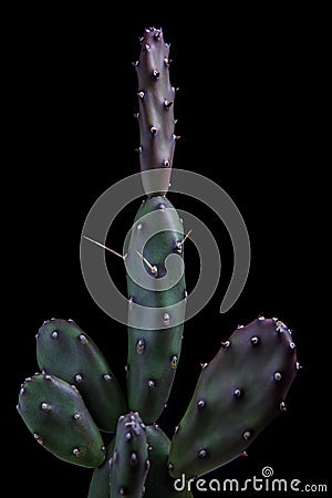 Close up on pad of opuntia canterae cactus with beautiful studio lighting Stock Photo