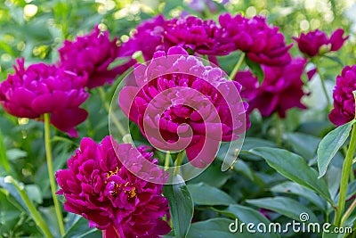 Paeonia Lactiflora Grp Peter Brand Stock Photo