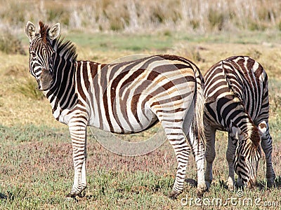 Close up of a pair of Birchells Zebra in the Western Cape Stock Photo