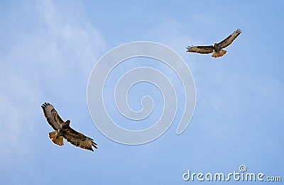 Close up of pair of Common Buzzards circling in the sky Stock Photo