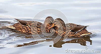 Close up of a pair of female Mallard ducks fighting on lake water Stock Photo