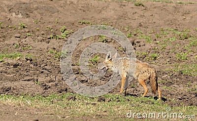 Close-up of pair of Golden Jackel Stock Photo