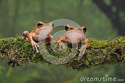 A close up pair of golden tree frogs Stock Photo