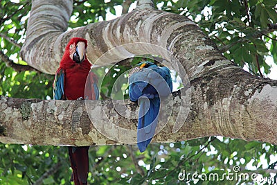 Close-up of a pair of parrots in a tree. Stock Photo