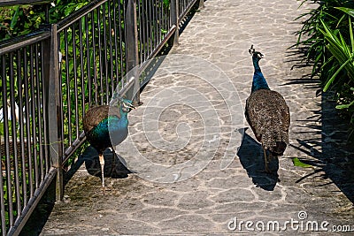 Close-up, a pair of peacocks walk along the park road Stock Photo