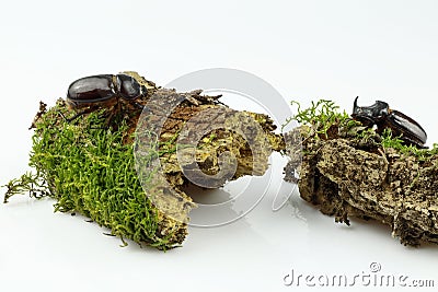 Close-up of a pair of rhinoceros beetle on wood overgrown with moss separated on a white background. Female and male Stock Photo