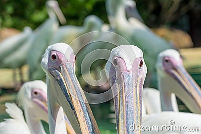 Close-up of a pair of white pelican birds Stock Photo