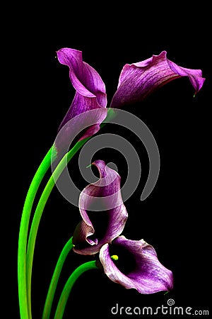 Close up of pairs of purple entwined calla lilies Stock Photo