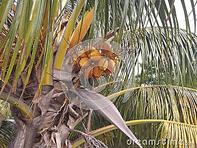 Close-up of palm leaf with orange coconuts. Martinique, French West Indies. Caribbean Background. Natural colors and texture Stock Photo