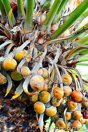 Close up of palm tree fruit - Cycas Stock Photo