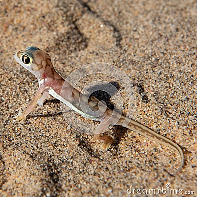 Close up of Palmato Gecko Stock Photo