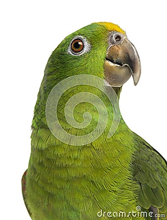 Close-up of a Panama Yellow-headed Amazon (5 months old) isolate Stock Photo