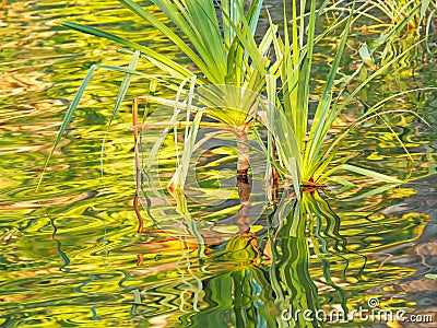 Close up of a pandanus growing at a waterfall in litchfield national park Stock Photo