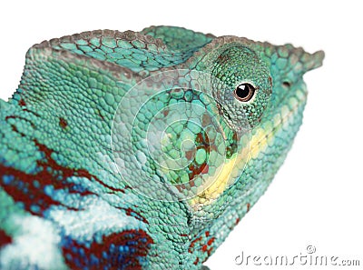 Close-up of Panther Chameleon Nosy Be Stock Photo