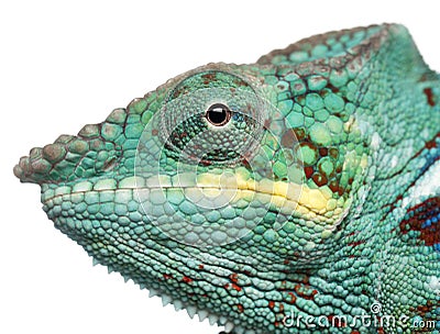 Close-up of Panther Chameleon Nosy Be, Furcifer pardalis Stock Photo