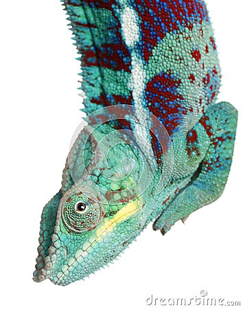 Close-up of Panther Chameleon Nosy Be, Furcifer pardalis Stock Photo