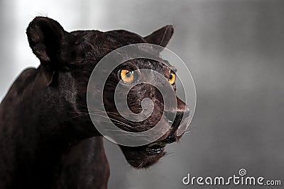 Close-up of panther face on black background Stock Photo