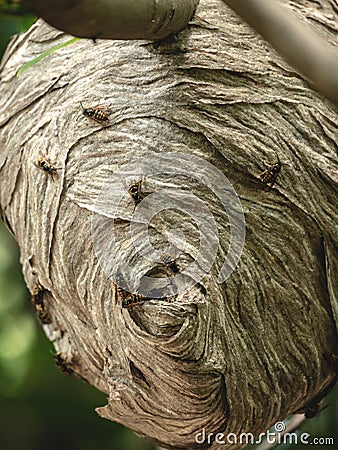 Close Up Paper Wasp Hive Colony in Forest Tree Stock Photo