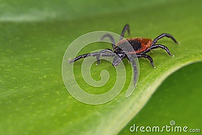 Dangerous deer tick on a green background. Ixodes ricinus Stock Photo