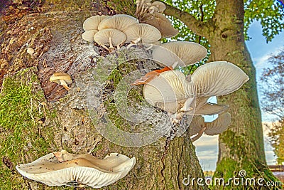 Close-up of a parasitic tree fungus on a tree trunk during the day Stock Photo