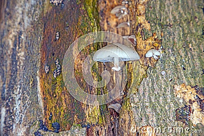 Close-up of a parasitic tree fungus on a tree trunk during the day Stock Photo