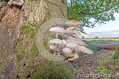 Close-up of a parasitic tree fungus on a tree trunk during the day Stock Photo