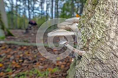 Close-up of a parasitic tree fungus on a tree trunk during the day Stock Photo