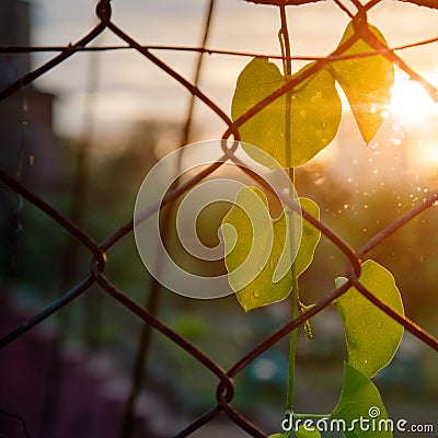 Close up of park fencing iron net Stock Photo
