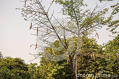 Parmentiera cereifera,Candle Tree Fruit,Candle Stick. Stock Photo