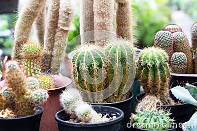 Parodia magnifica cactus and other types of cactus in a pots Stock Photo