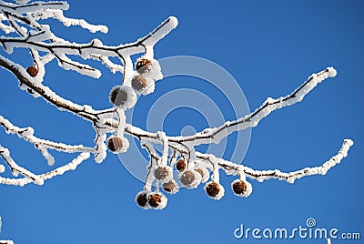 Close up part of tree with snow and fruit Stock Photo