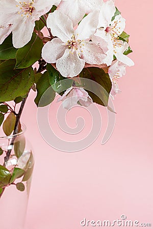 Close-up part of wet twig of pink apple tree standing in glass vase on pale pink background. Stock Photo