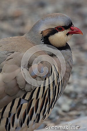 Close up of the partridge standing on the ground and looking aside Stock Photo