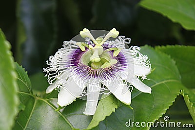 Close up passion fruit flower in the topical garden. Stock Photo