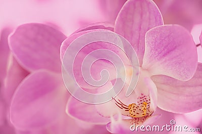 Close up of a pastel pink Phalaenopsis moth orchid flower Stock Photo