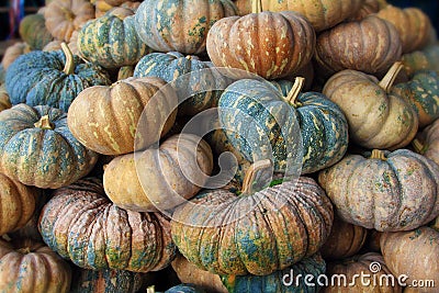 Close up pattern many yellow pumpkin for festive halloween Stock Photo