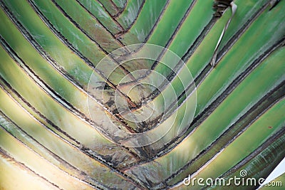 Close up pattern of Traveller`s- tree Stock Photo