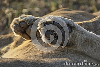 Close-up of paws of a lion in detail Stock Photo