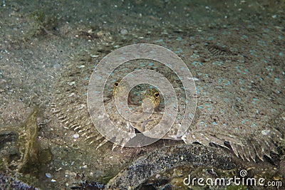 Close up of a Peacock Flounder fish Stock Photo