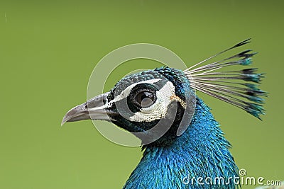 Close up of a peacock head Stock Photo