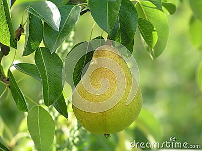 Close-up of pear Stock Photo