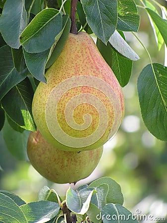 Close-up of pear Stock Photo