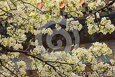 Close up of pear blossom in the courtyard of the Palace of Obeying the Heaven Stock Photo