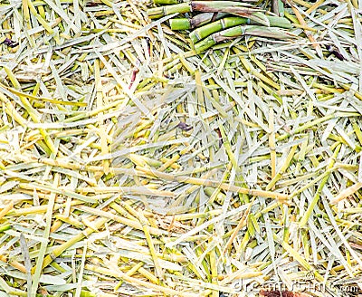 Close up peel of sugar cane on floor, Nature texture background Stock Photo