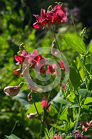 Close up of Perennial sweet pea flowers, Derbyshire England Stock Photo