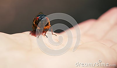 Periodical Brood X Cicada on a Personâ€™s Hand, Close Up Stock Photo