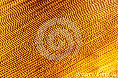 Close up of periole base from a palm tree Stock Photo